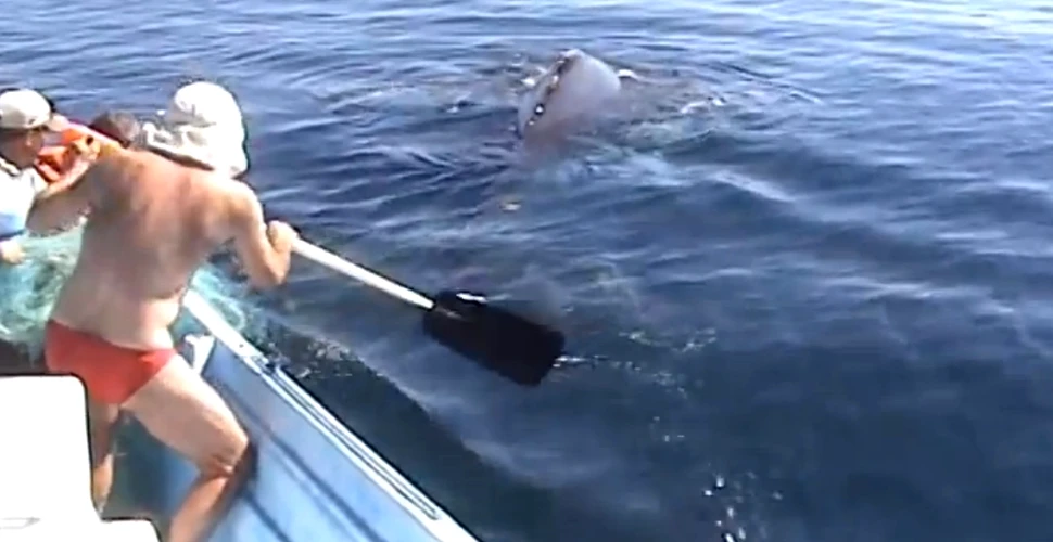 Ce s-a întâmplat după ce o familie a salvat de la moarte o balenă cu cocoaşă. Imagini emoţionante (VIDEO)