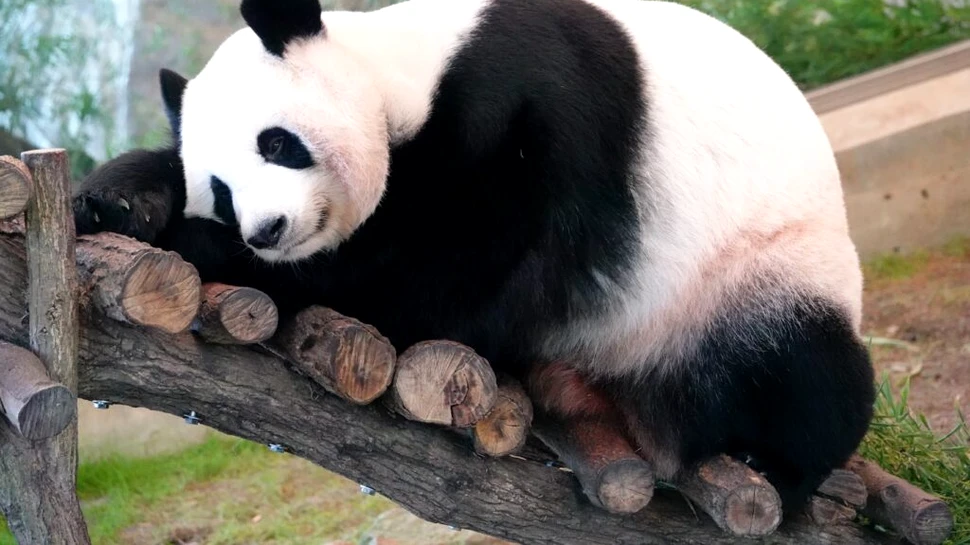 Japonia rămâne fără urși panda pentru prima dată în jumătate de secol