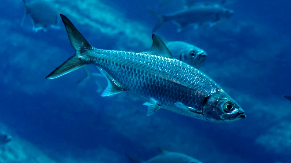 Modul neașteptat în care încălzirea apei influențează dimensiunile peștilor