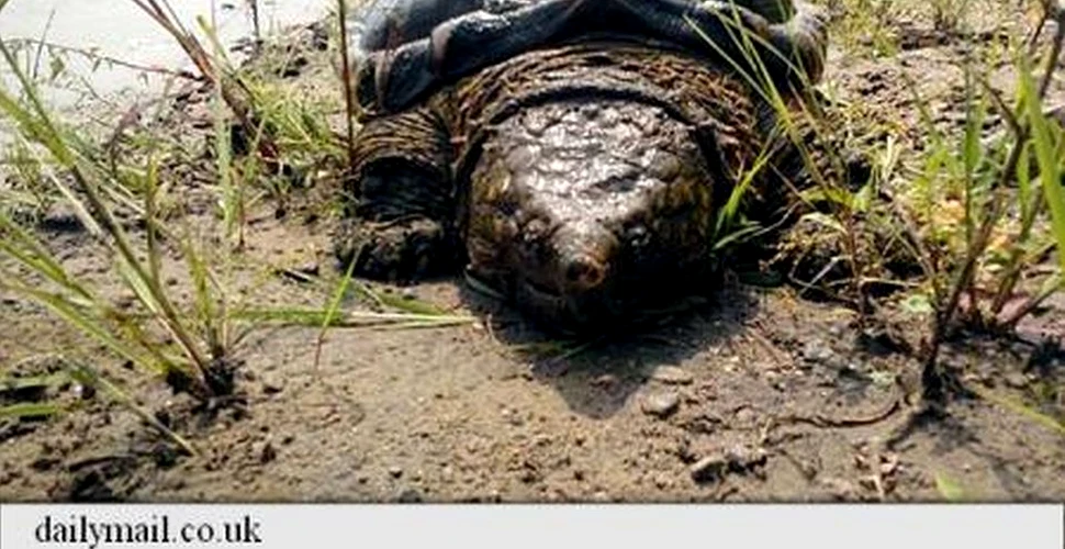O broască ţestoasă ciudată a apărut în Rusia, departe de habitatul său american