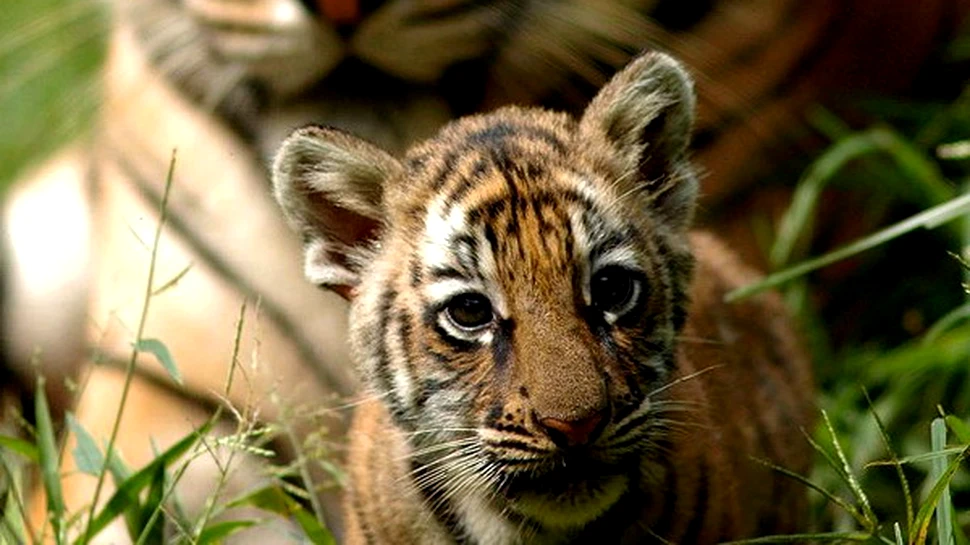 Primele 30.000 de pagini din Enciclopedia Vietii au fost dezvaluite