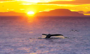 Cum a fost detectat un virus mortal în respirația balenelor din Arctica?