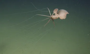 O specie misterioasă a fost observată la mii de metri adâncime în Pacific