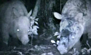 Cel mai rar rinocer din lume a fost surprins de o camera ascunsa