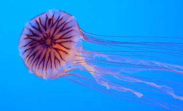 Tentaculele de meduză inspiră o nouă metodă de luptă împotriva cancerului