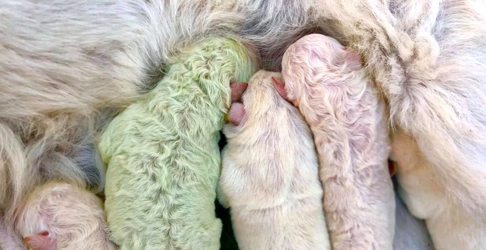 Un cățeluș cu blana verde, numit „Fistic”, s-a născut în Sardinia. Cum poate fi explicat fenomenul foarte rar