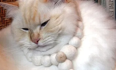 O nouă tendinţă: bijuteriile de lux din blană de pisică