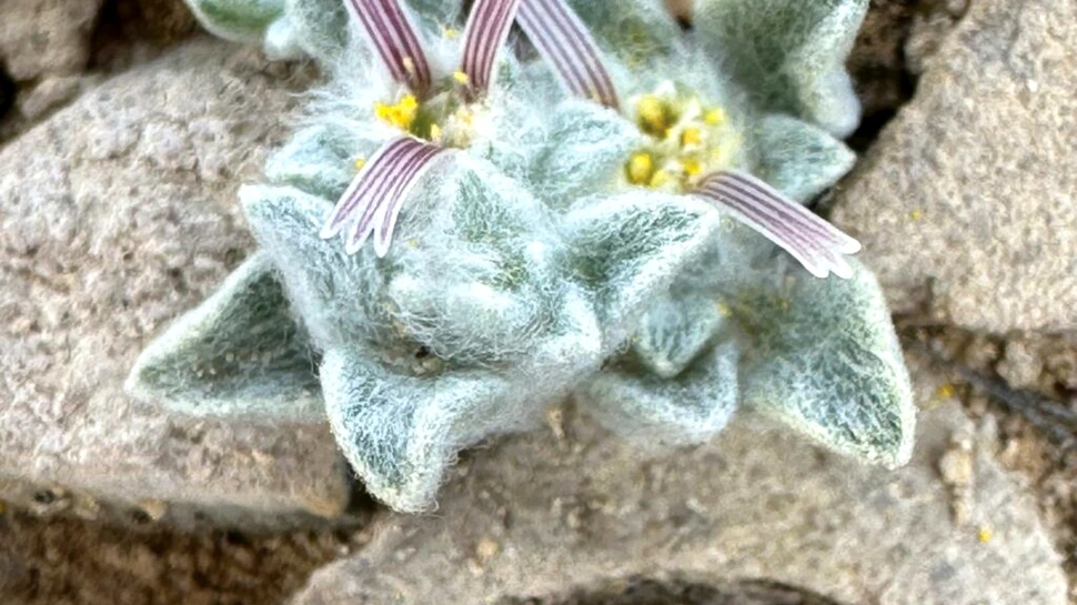 Un nou gen de plante a fost descoperit într-un parc național din SUA după 50 de ani