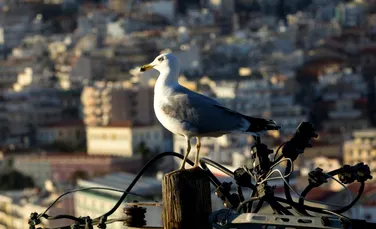 Păsările migratoare își riscă viața zburând deasupra acestui oraș din America de Nord