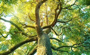 Plantele terestre au sprijinit fotosinteza globală între 2003 și 2021, compensând parțial scăderea din oceane