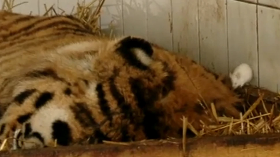 Un tigru de la Zoo a scăpat de depresie cu ajutorul a doi şoricei care i-au devenit prieteni