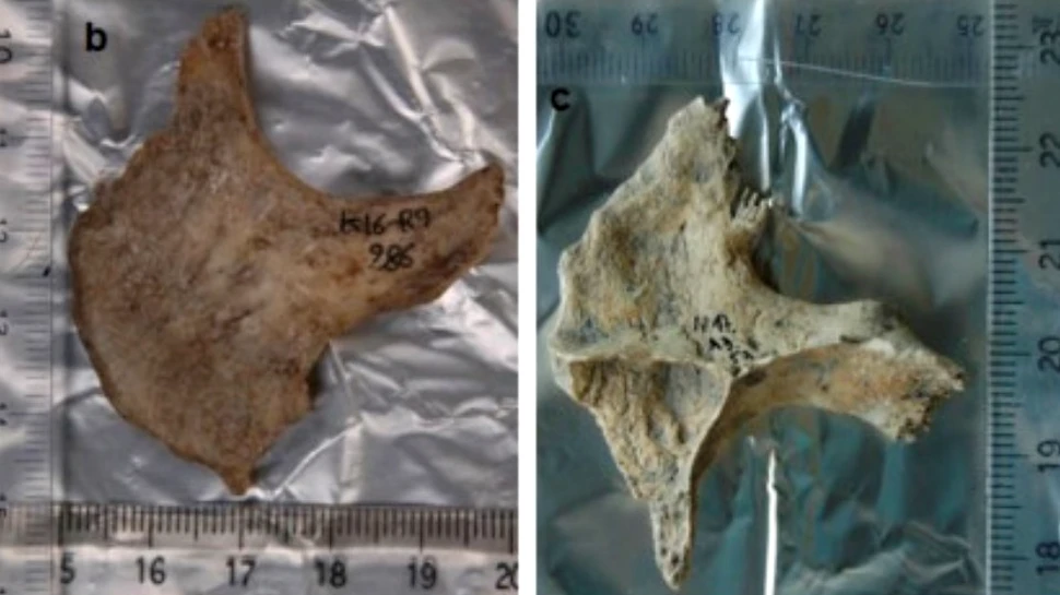 Descoperire macabră a arheologilor: celţii foloseau capete umane drept trofee