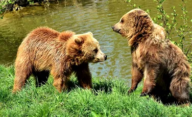 Invazie de urși în zonele locuite și turistice din munți. Animalele vin la cafea și la masă