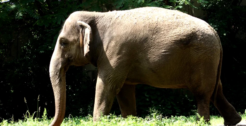 Elefanții mai bătrâni, cei mai afectați de schimbările climatice