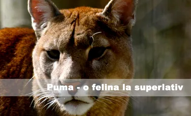 Puma – O felina la superlativ