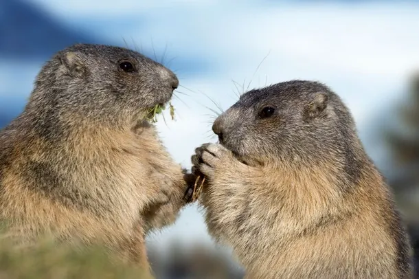 Doi pui de marmotă.