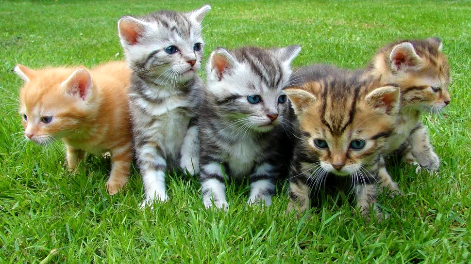 Animalele de companie pot ajuta la întârzierea declinului cognitiv