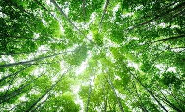 Oamenii de știință au demontat una dintre cele mai consacrate statistici despre biodiversitate