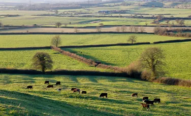 Gardurile vii din Anglia ar putea înconjura Pământul de zece ori