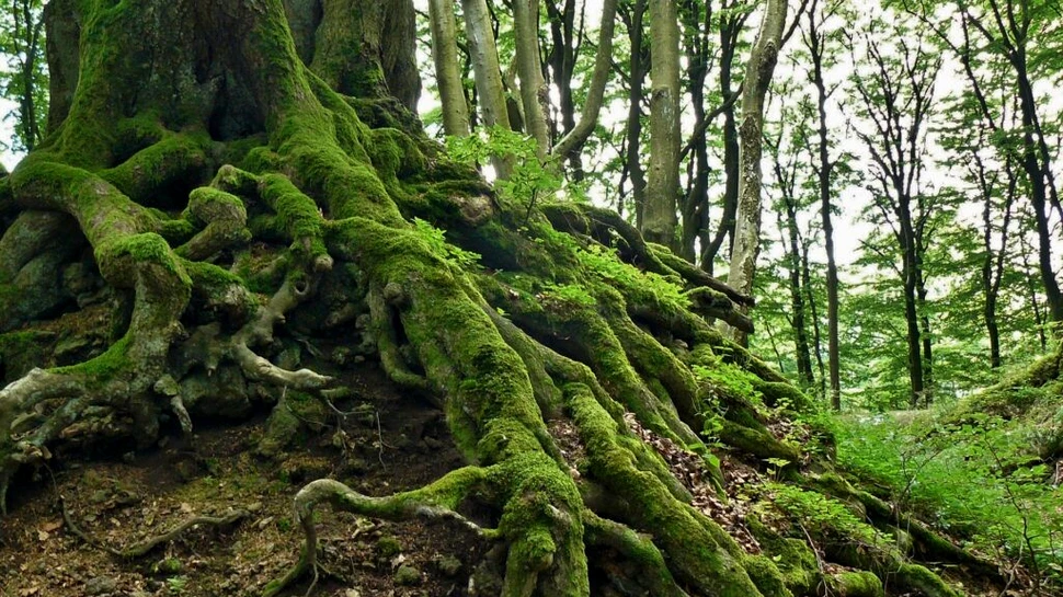 Evoluția rădăcinilor copacilor ar fi putut determina extincțiile în masă din trecut