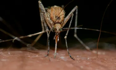 De ce unii oameni sunt mai „apetisanți” pentru țânțari?