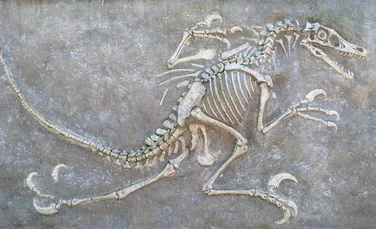 Dinții fosilizați de dinozauri dezvăluie ce mâncau acești giganți antici