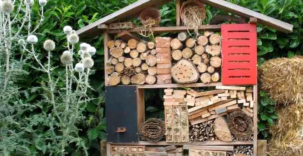 Hotel pentru albine, cărăbuşi şi buburuze. Metode neconvenţionale folosite în agricultură