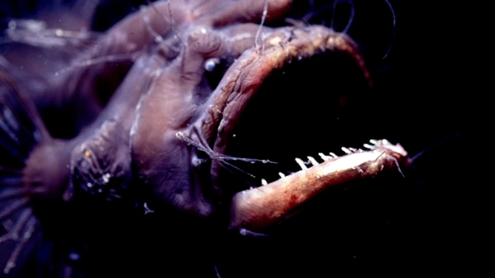 Imagini spectaculoase ale unor creaturi marine de mare adâncime