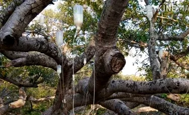 Un copac sacru cu o vechime de peste 700 de ani, salvat cu ajutorul a sute de perfuzii – VIDEO