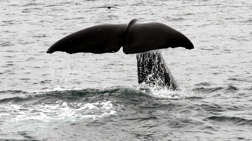 Caşaloţii – prădătorii colosali din abis