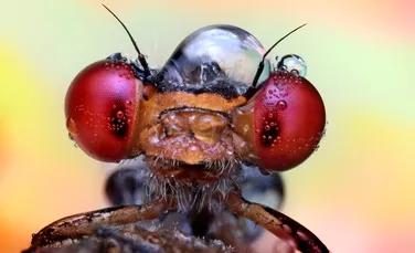 Uimitoarea lume a insectelor, văzută de aproape (FOTO)