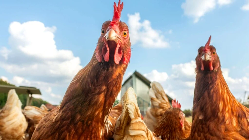 Test de cultură generală. De ce nu mâncăm lebede sau pescăruși, dar mâncăm găini?