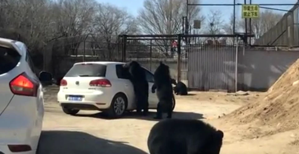 Un grup de urşi dintr-un parc zoologic a atacat o maşină. Pe scaunul din spate se afla un copil