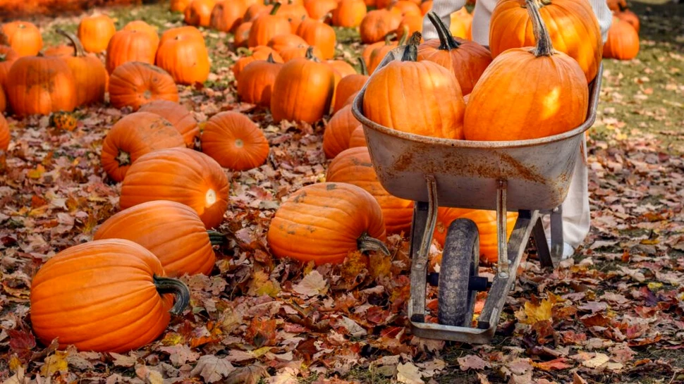 De ce dovlecii pot crește atât de mult, dar nu și alte fructe?