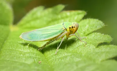 O insectă inspiră dispozitivele de invizibilitate și tehnologia de ultimă generație