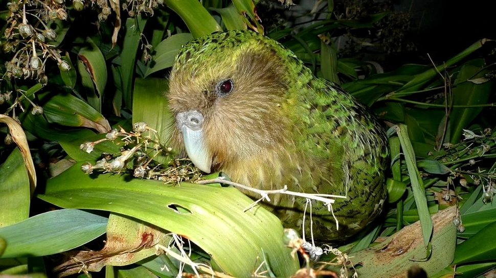 Kakapo, cel mai gras papagal din lume, numit „Pasărea anului 2020” în Noua Zeelandă