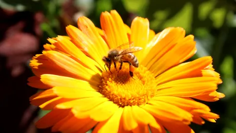 Pierderea biodiversității amenință direct sănătatea oamenilor, arată un nou studiu: dispariția polenizatorilor afectează alimentația și veniturile