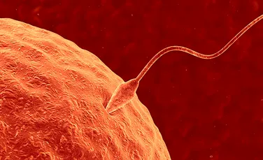 Oamenii de ştiinţă au rezolvat paradoxul ’’spermei mari’’