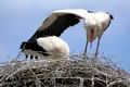 Au fost descoperite peste 400 de cuiburi noi de berze albe în România