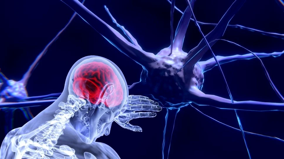 ”Resetarea” celulelor imunitare, utilizată cu succes în recuperarea şoriceilor care au suferit leziuni cerebrale