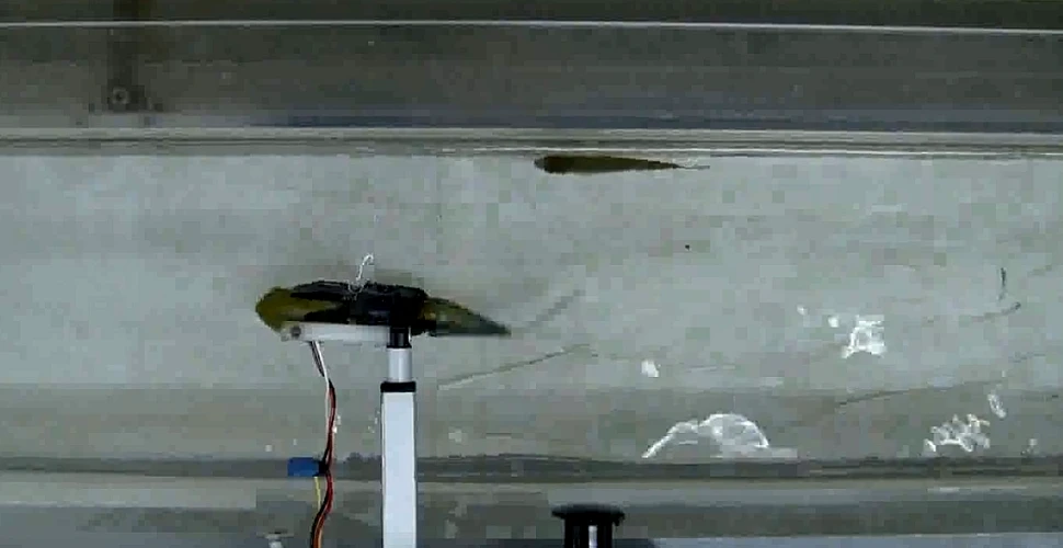 Un studiu arată că peştii acceptă să aibă ca lider un peşte-robot (VIDEO)