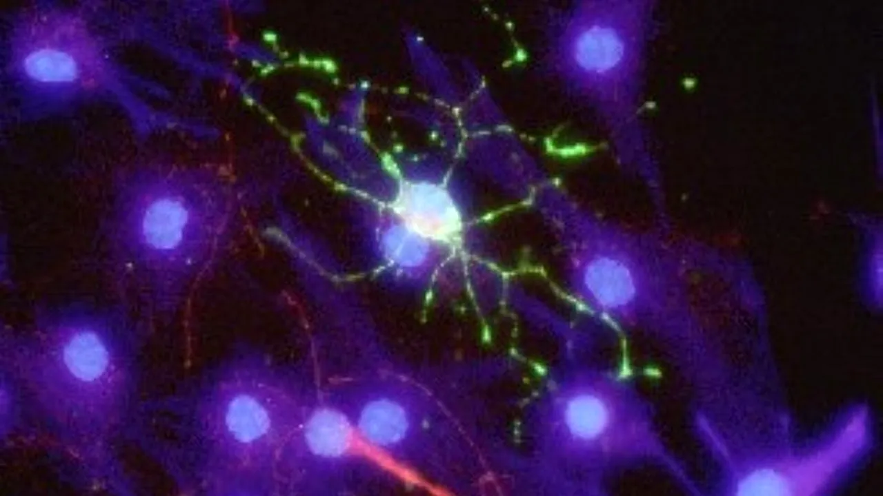 1-celule-stem 