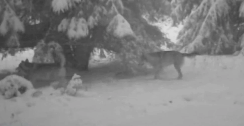Cum îşi marchează lupii teritoriul. VIDEO filmat în Munţii Apuseni