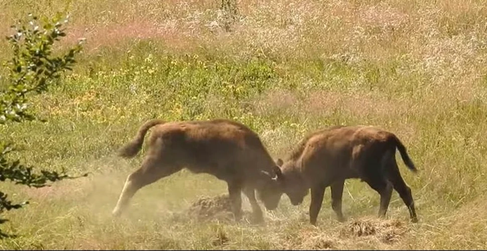 Imagini rare. „O hârjoneală simpatică” între doi pui de zimbru pe un platou din Caraș-Severin