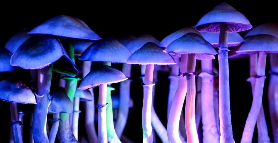 LSD și ciupercile halucinogene, asociate cu un risc redus de diabet și boli ale inimii
