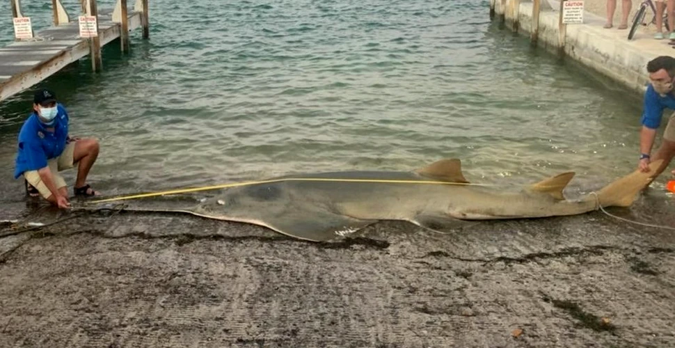 Cel mai mare pește ferăstrău documentat vreodată, descoperit eșuat pe o plajă din Florida