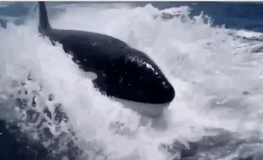 Imagini impresionante cu mai multe balene ucigaşe care urmăresc o barcă cu motor (VIDEO)