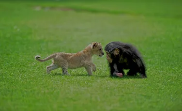 Un pui de leu salvat dintr-o maşină abandonată şi-a făcut un prieten special la grădina zoologică