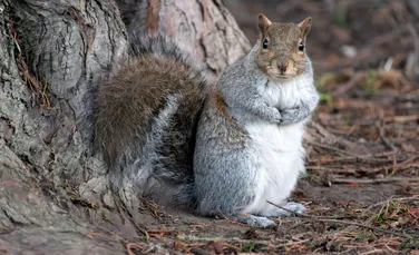 Se pare că și veverițele sunt pretențioase la mâncare, nu doar oamenii