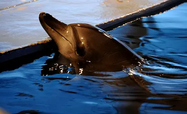 Delfinii sălbatici se strigă pe „nume” pentru a comunica între ei